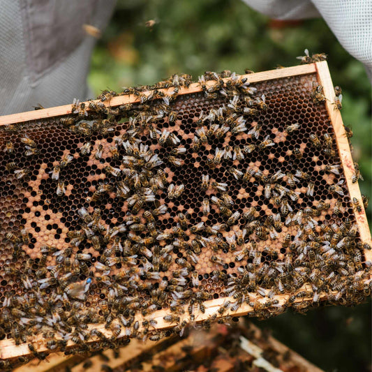 Beekeeper's Harmony: Nurturing Hives for a Sustainable Future