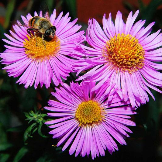 A bee collecting nectar from one of three vibrant purple flowers under the bright sunlight.