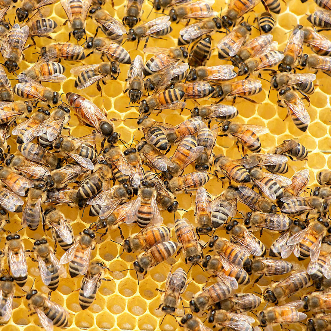 Busy Bees at Work: The Heart of the Hive in Action