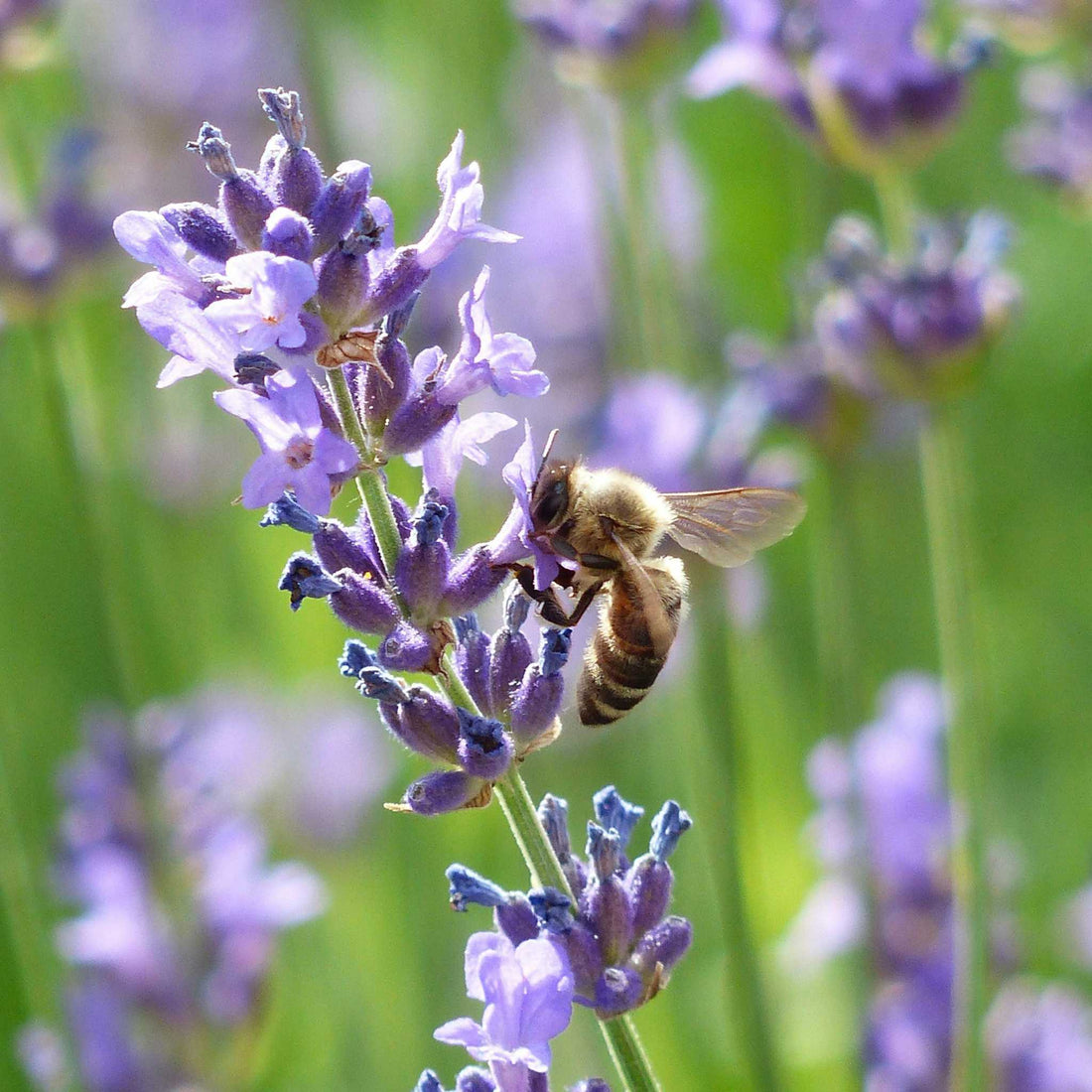 Protecting Pollinators: Celebrating World Bee Day and the Path to Ecosystem Preservation